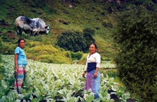 The two women shown are working in their new cauliflower field, part of the Gargy Shiksha Sadan program in Kathmandu, Nepal; Grand Prize tie.